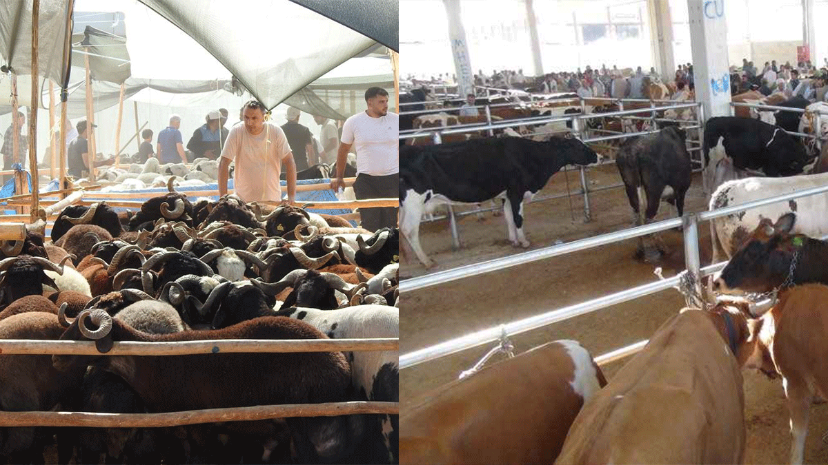 Şanlıurfa’da kurbanlıklar pazara indi: İşte büyükbaş ve küçükbaşta güncel fiyatlar… ,#Şanlıurfa,#sondakika,#güncelfiyat,#büyükbaş,#küçükbaş,#kurbanbayramı,#hayvanpazarı,#gündem,#urfahaber