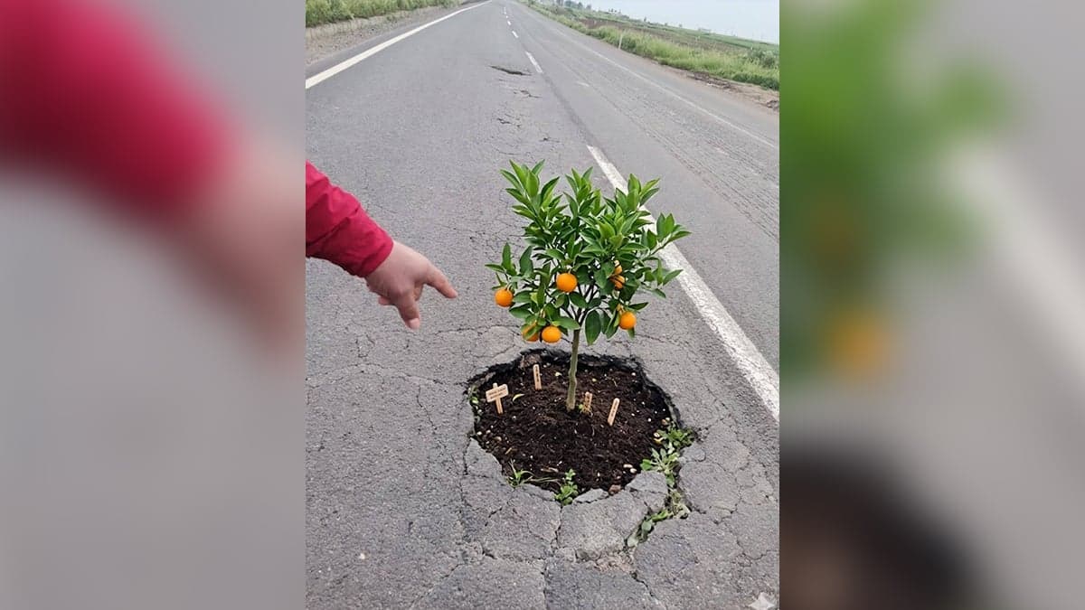 Şanlıurfa yollarındaki çukurlar yeşerdi: Gören şaştı kaldı ama… ,#şanlıurfa,#çukur,#viranşehir,#yapayzeka