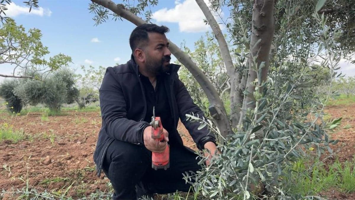 Urfa’da uzmanından bahar bakımında hayati uyarı: Bu hata verimi yarı yarıya düşürüyor! ,#şanlıurfa,#zeytin,#urfahaber