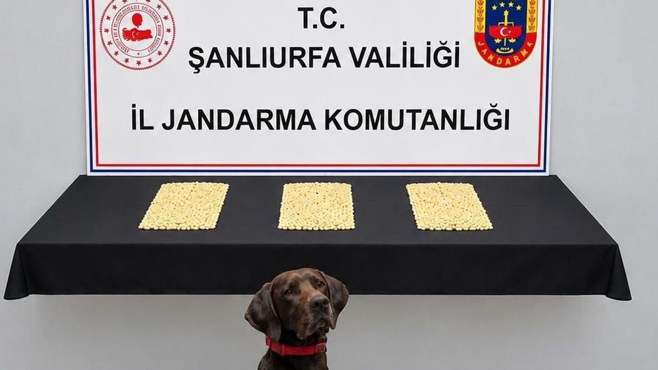 Eyyübiye’de operasyon: 2 bin 970 adet ele geçirildi