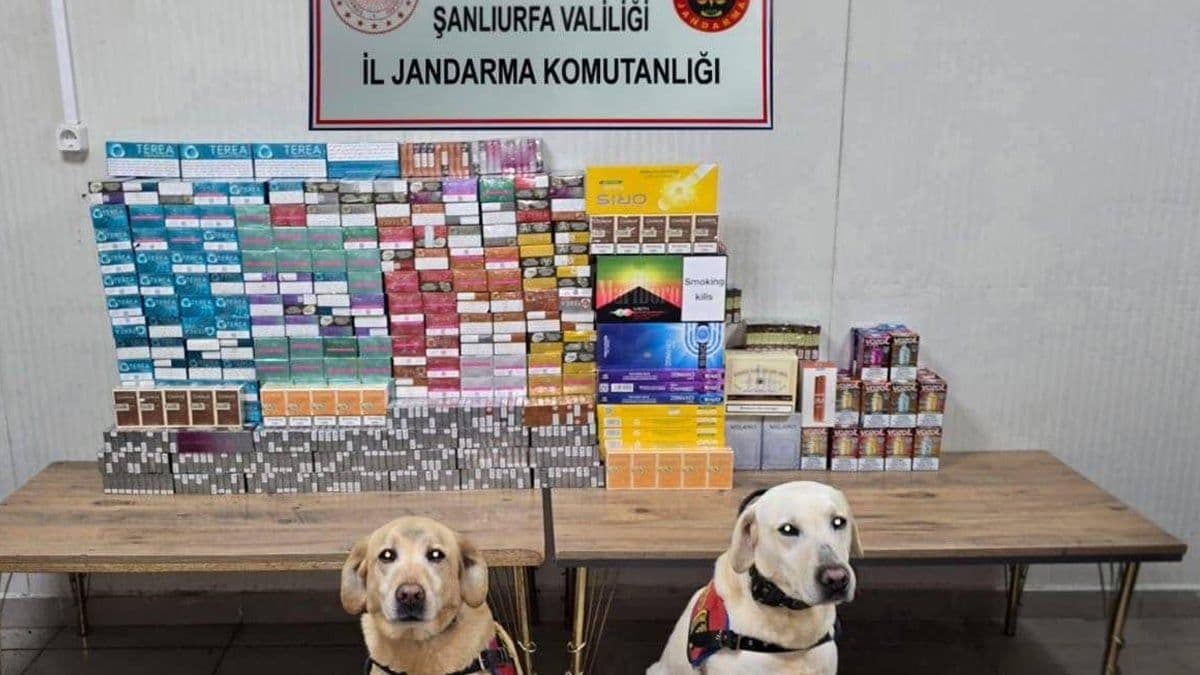 Şanlıurfa’da binlerce pakete el konuldu! 27 şüpheliye adli işlem