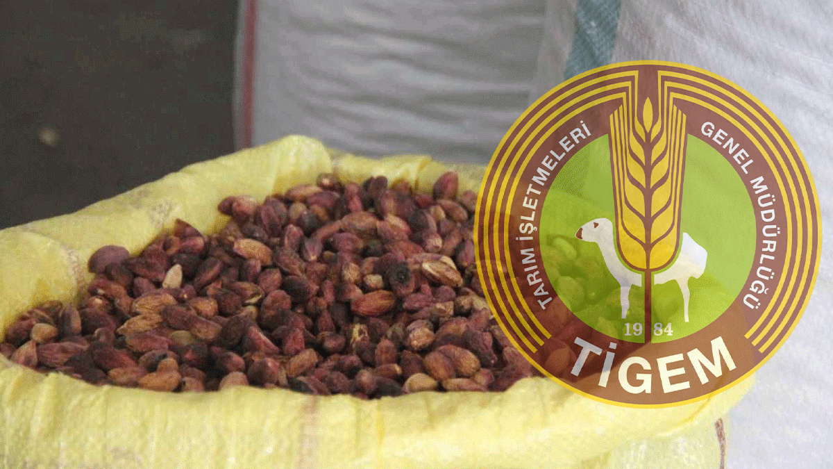 TİGEM 58 ton kuru fıstığı satışa çıkarıyor!