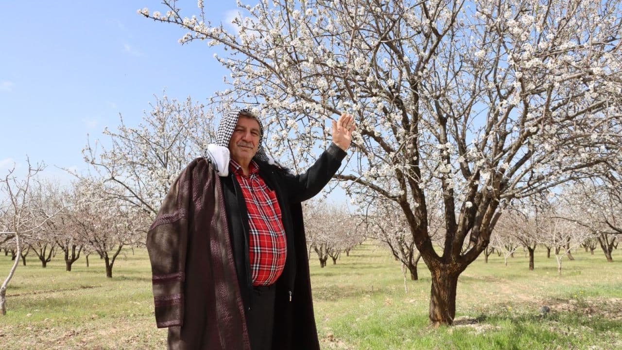 Şanlıurfa Badem Üretiminde de Zirvede!