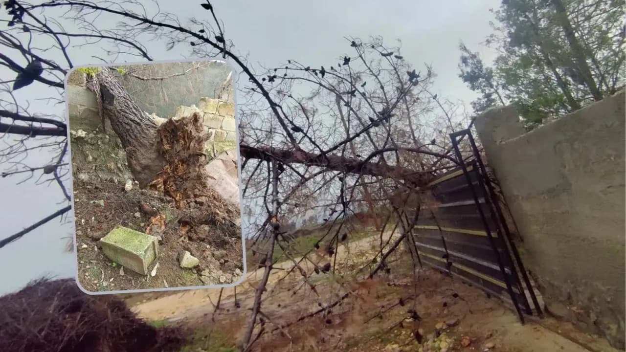 Şanlıurfa’da ağaçlar devrildi