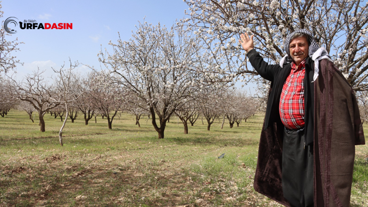 Şanlıurfa Badem Üretiminde Türkiye İkincisi