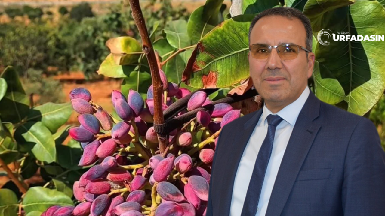 Prof. Dr. İzzet Açar’dan Fıstık Üreticilerinin Yüreğine Su Serpen Açıklama