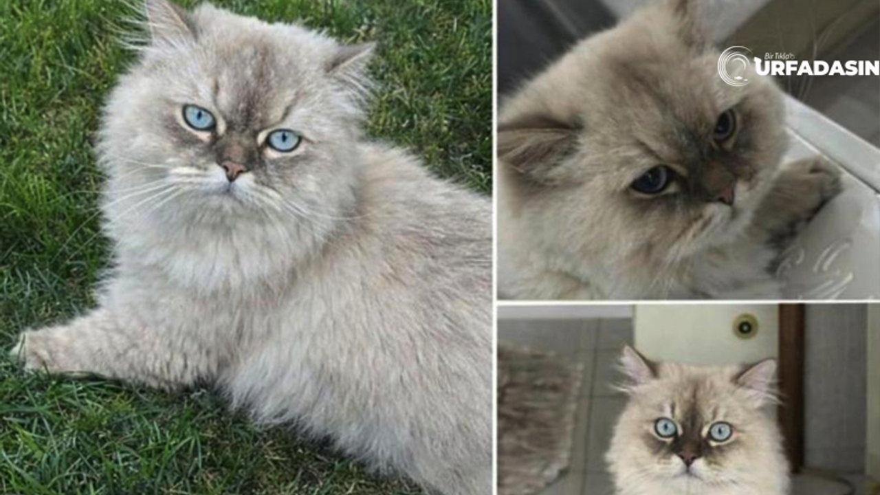 Şanlıurfa'da Kaybolan Bu Pissiği Bulana 5 Bin Lira Ödül Var