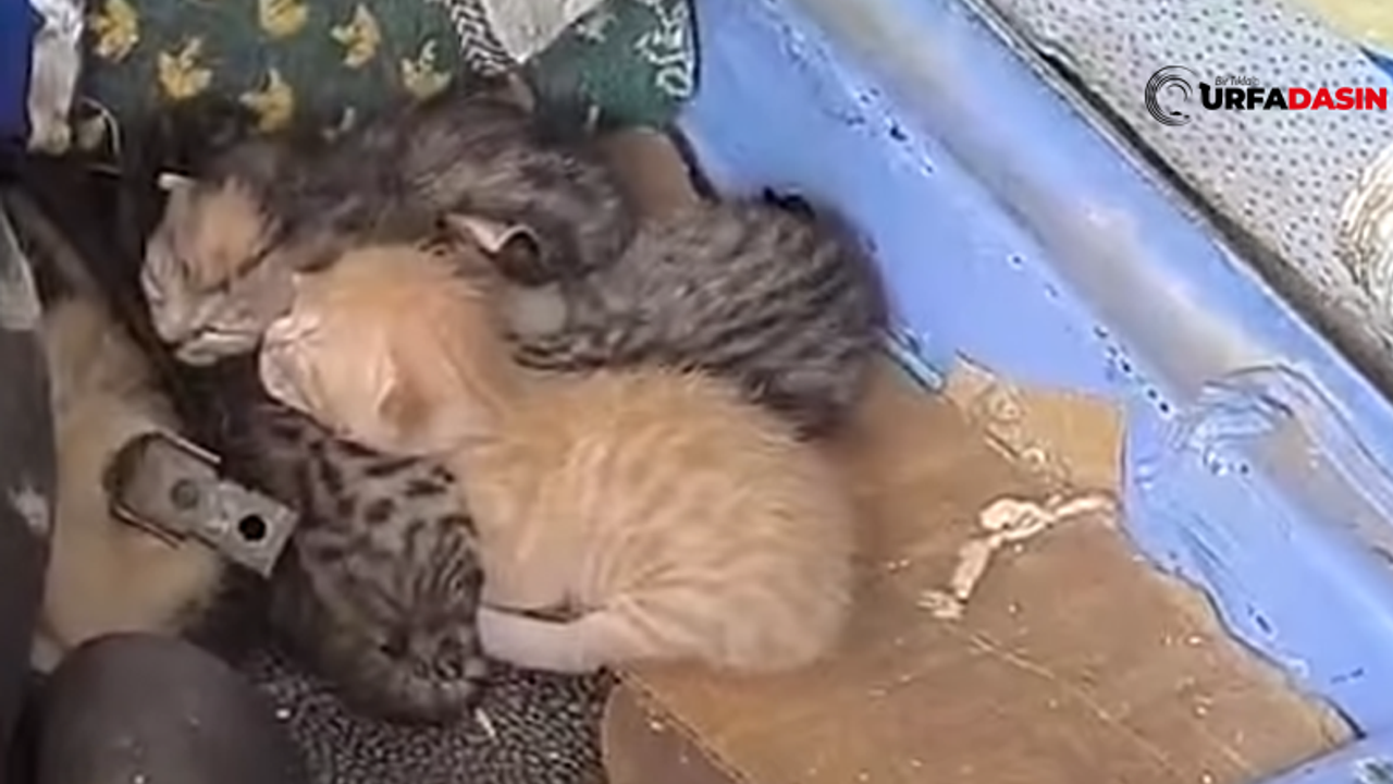 Şanlıurfa'da Anne Kedi Bakın Nerede Doğum Yaptı