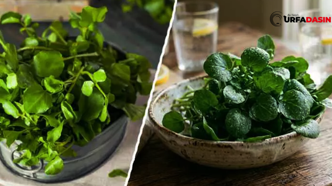 Şanlıurfalılar da Bunu Çok Tüketiyor Göz Sağlığını Destekliyor, Kalbi Koruyor