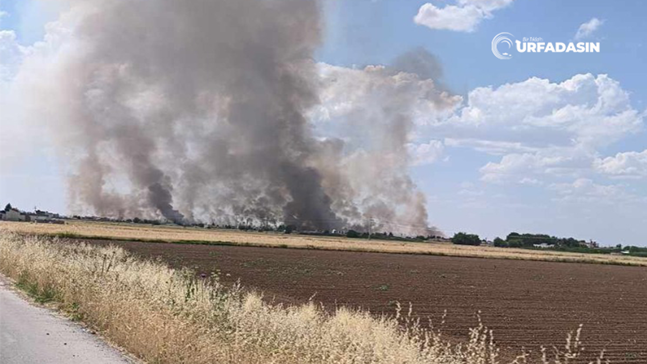 Şanlıurfa'da Uyarılara Aldıran Yok, Anız Yangınları Sürüyor!
