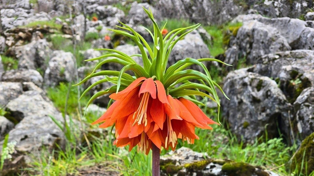 Nesli Tehlike Altındaki Güzellik Şanlıurfa’da Görüldü!