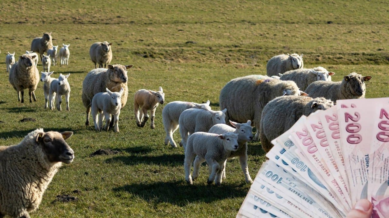 Kırsalda Bereket Başlıyor: Şanlıurfalı Üreticiye TİGEM’den Büyük Destek
