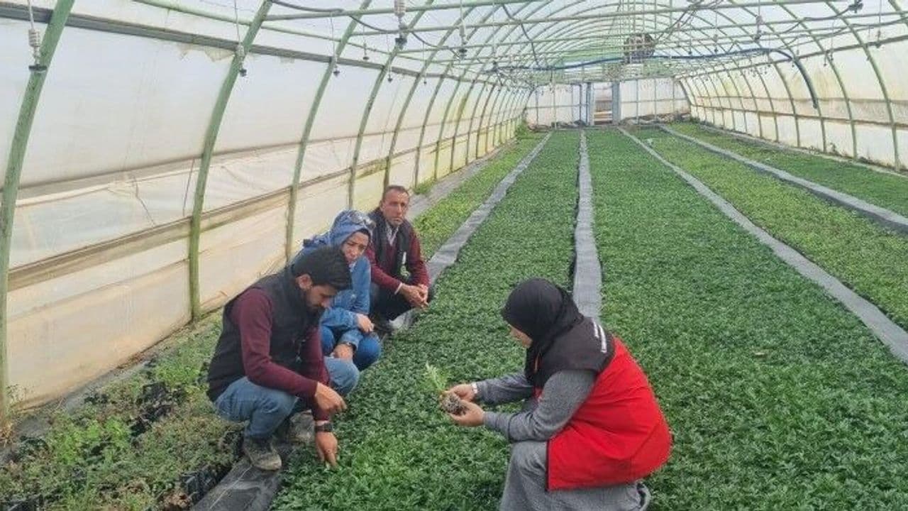 Zeytinde köklendirme başarısı için kritik adım: Şanlıurfa’da teknik mesai