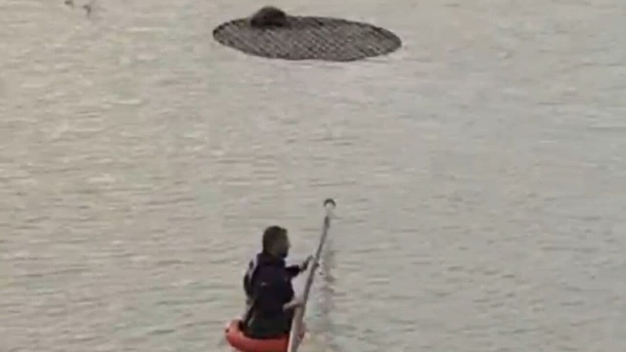 Şanlıurfa’da Sulama Havuzuna Düşen Tilki Kurtarıldı