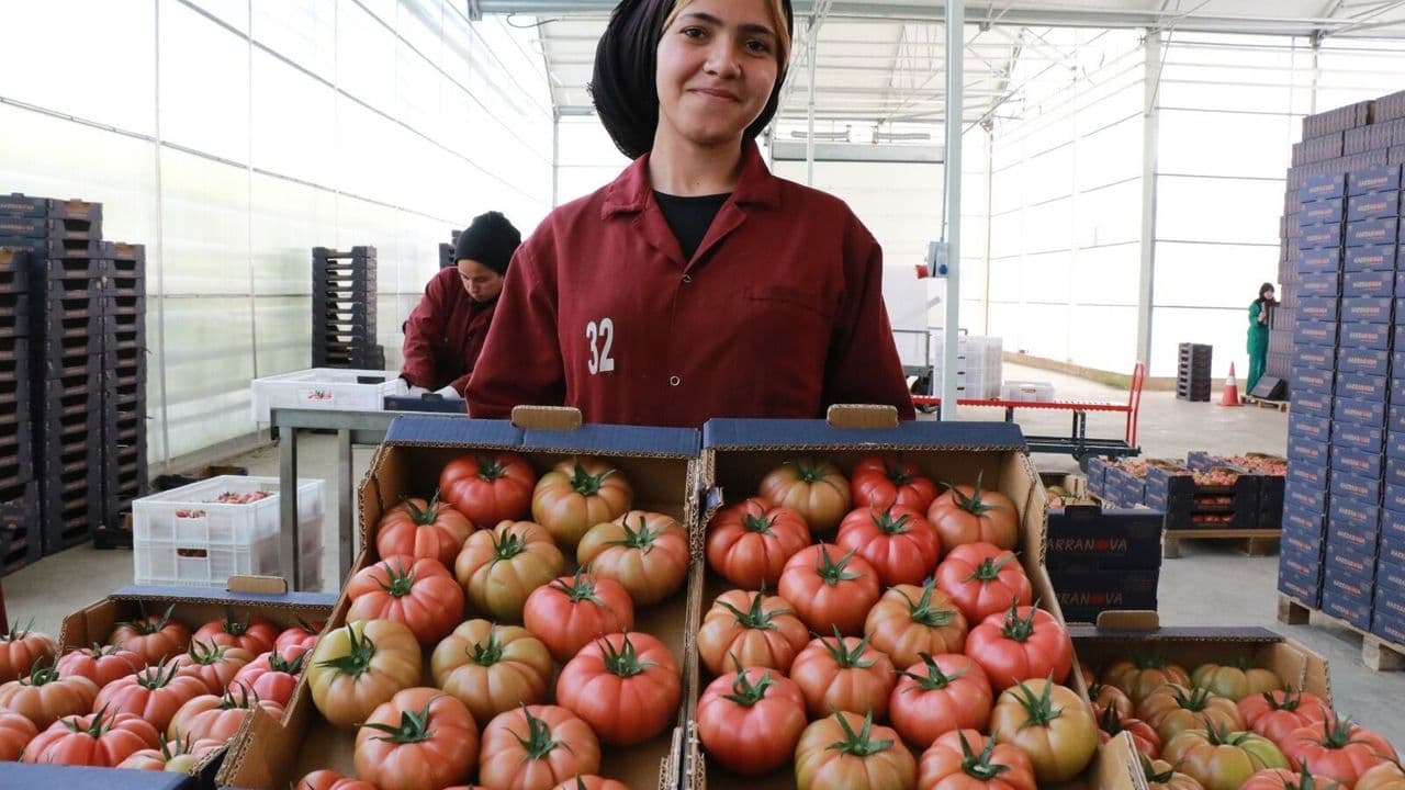 Akçakale’de iyi tarım uygulaması hasadı verdi: İstihdamda yeni kan