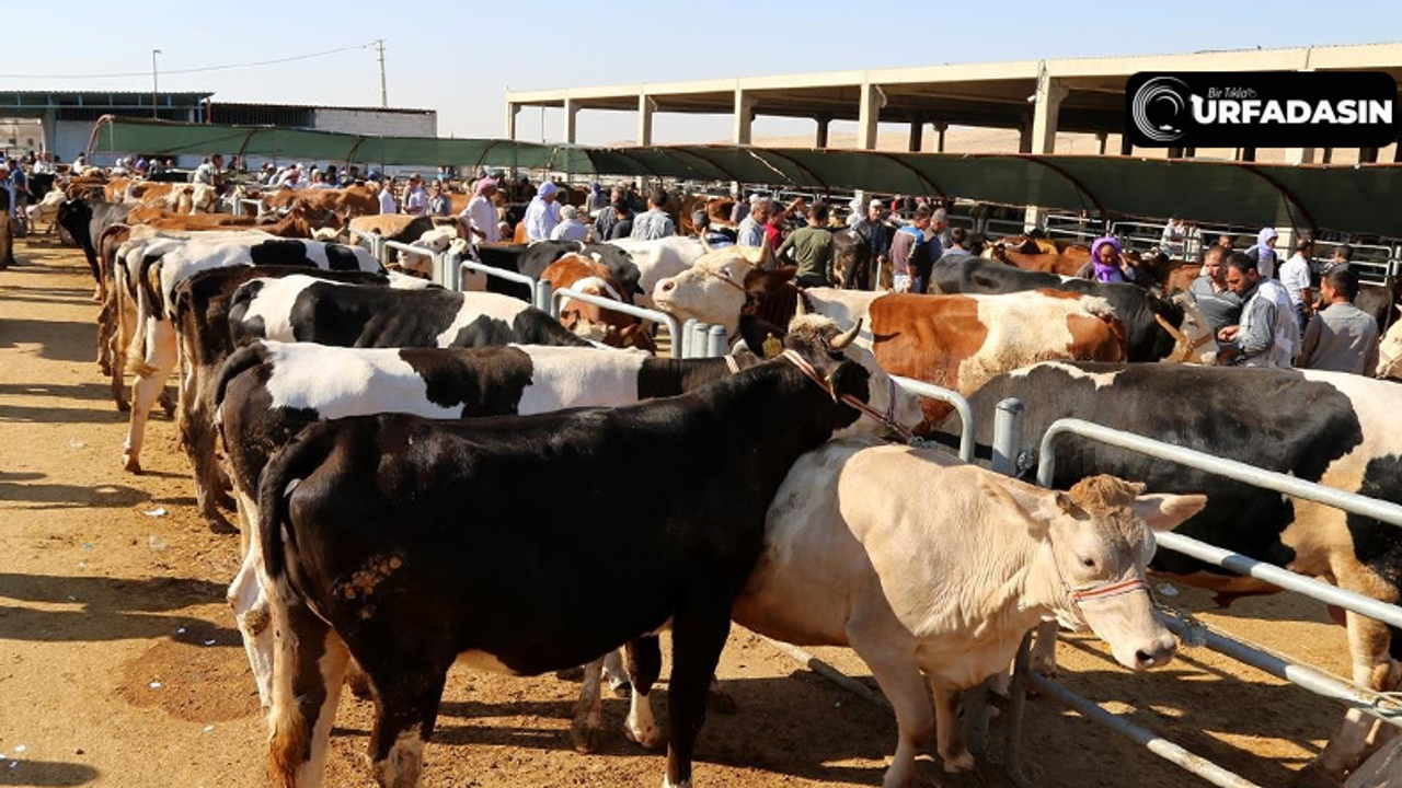Şanlıurfa'da Kurbanlıklar Görücüye Çıkmaya Başladı
