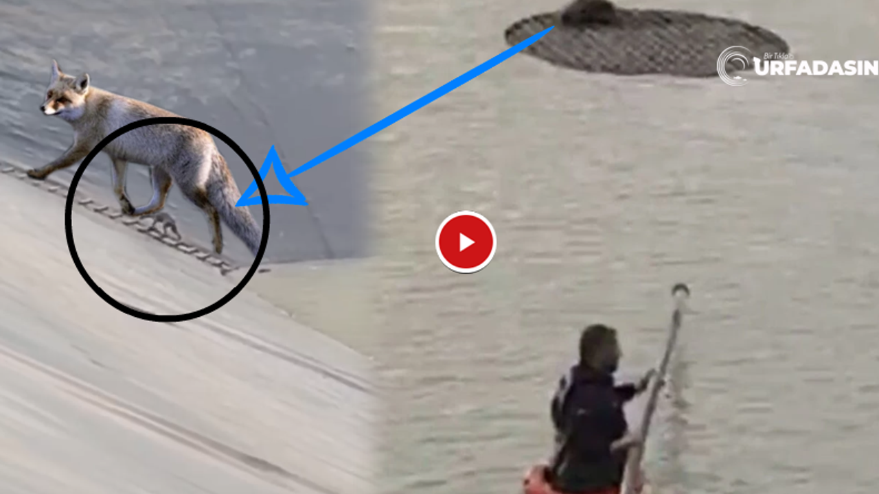 Şanlıurfa'da Sulama Havuzuna Düşen Tilki Böyle Kurtarıldı