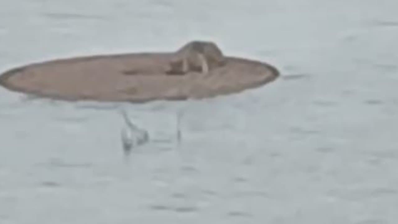 Şanlıurfa’da Sulama Havuzuna Düşen Tilki Kurtarıldı